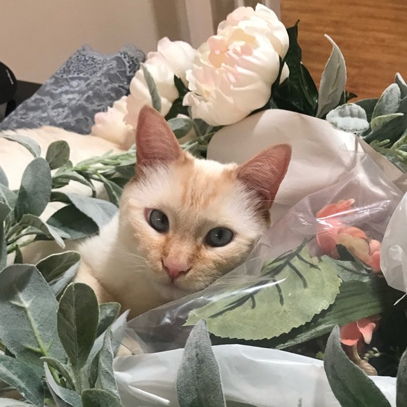 LilRad is Selling Solo.Please like this flyer to be notified when I go live 🥰🩷 - Picture 16 of 16